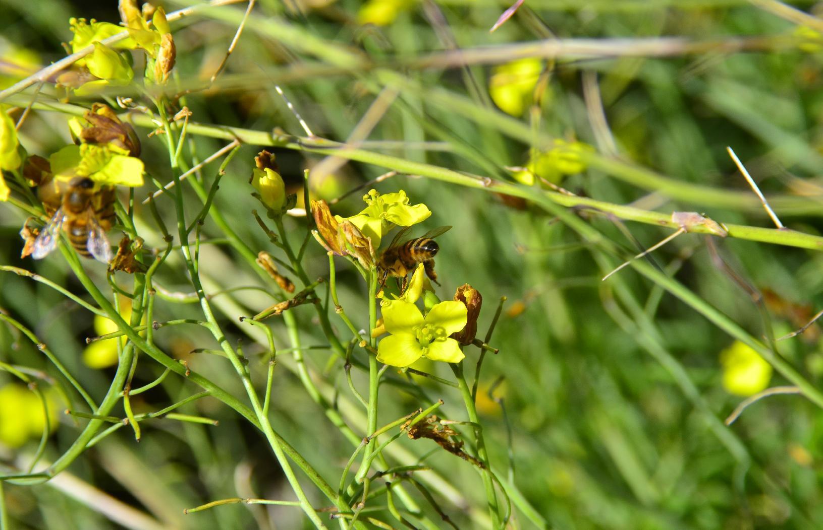 Bee on yellow flower