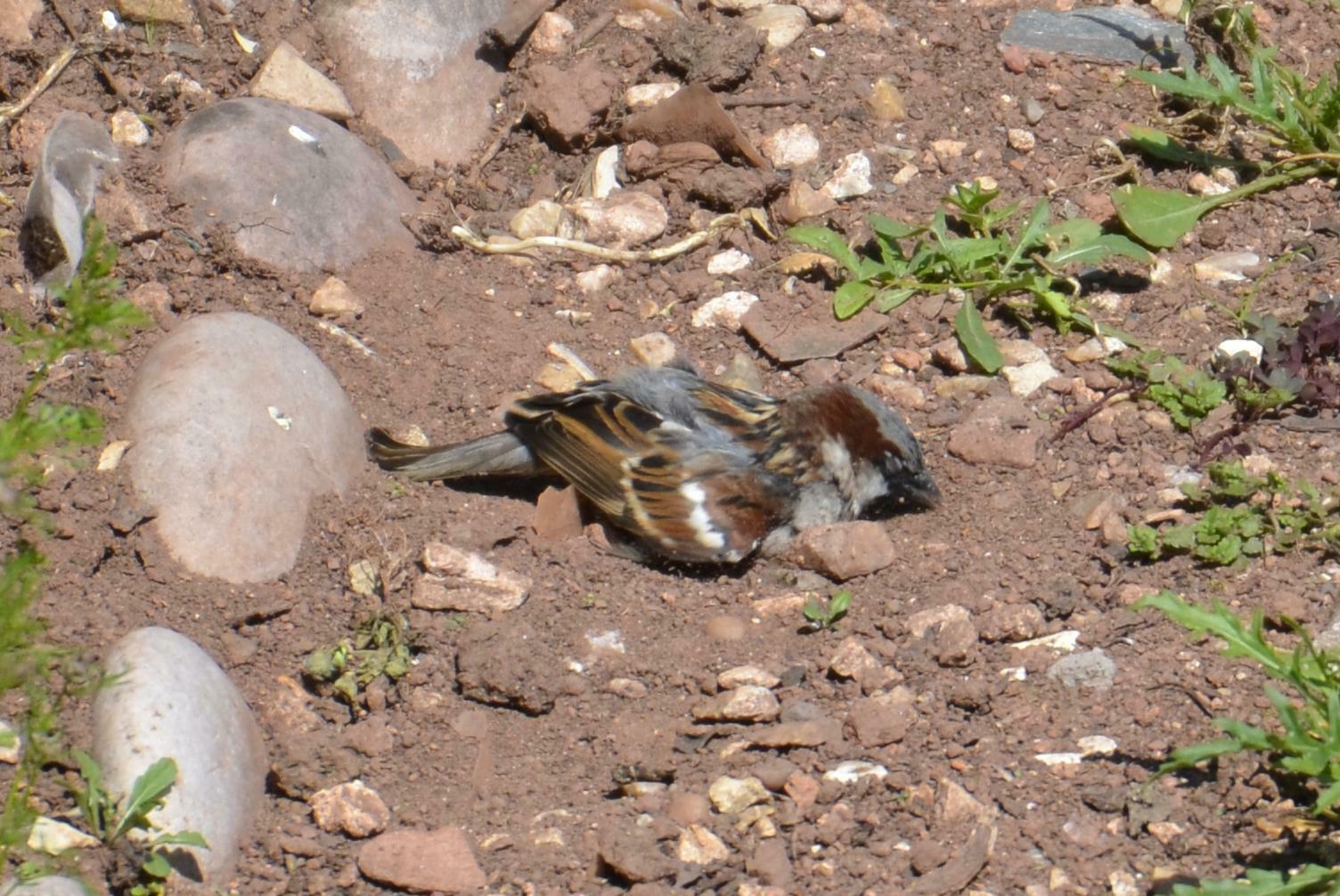 Sparrow having a dust bath 1