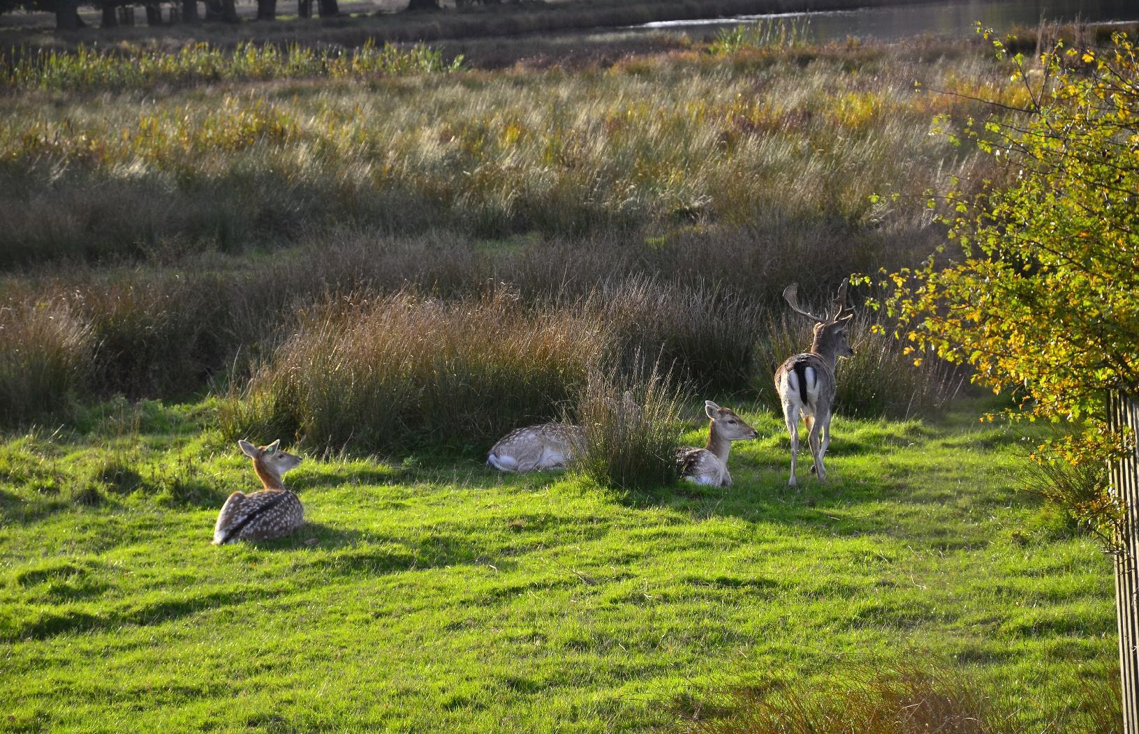 Male and female deer in a fileld