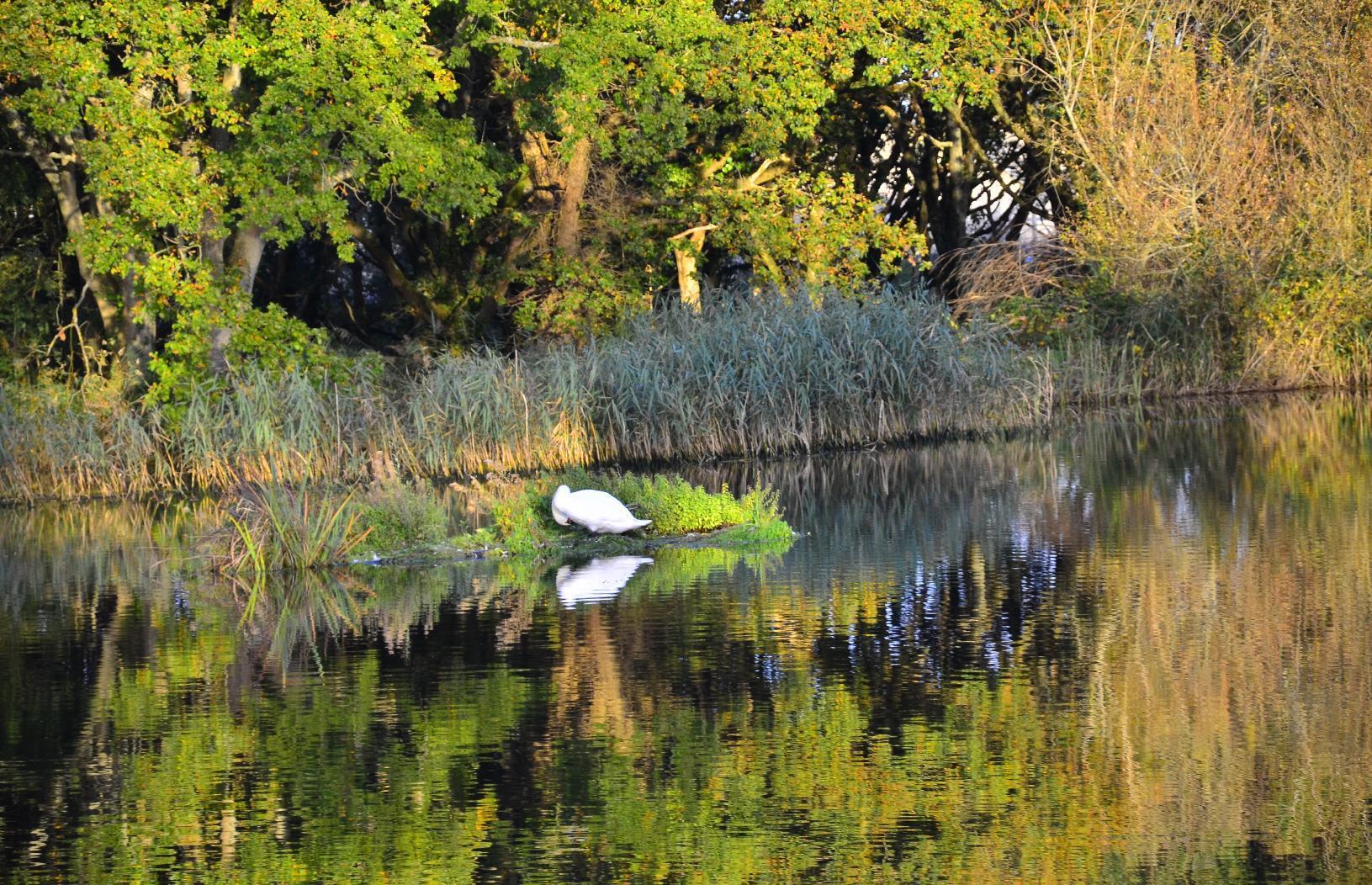 Preening swan and reflection