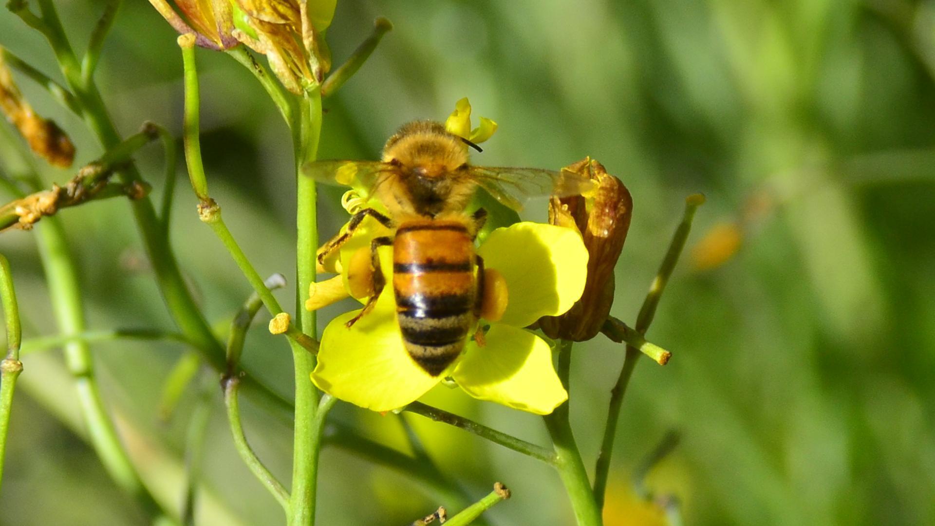 Bee on yellow flower