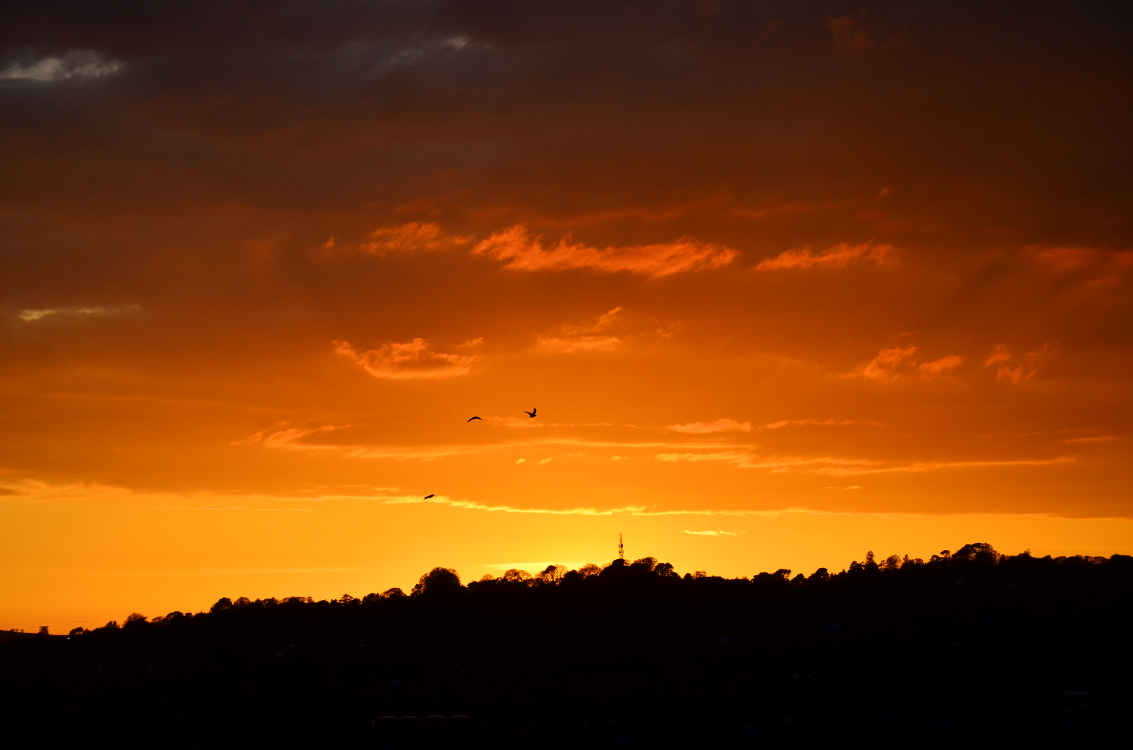 Narrower angle of sunset featuring some flying birds