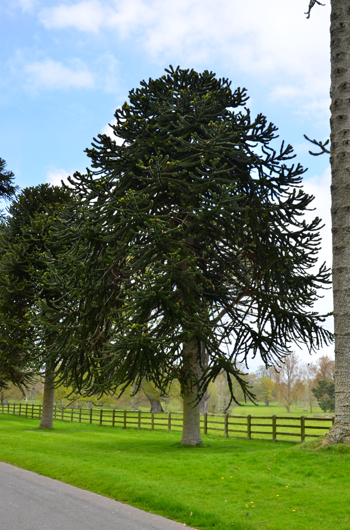 One of a row of monkey puzzle trees