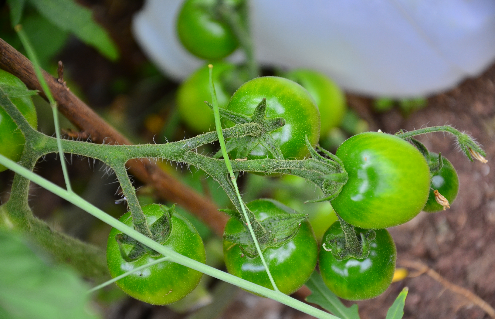 Close up of green tomatoes
