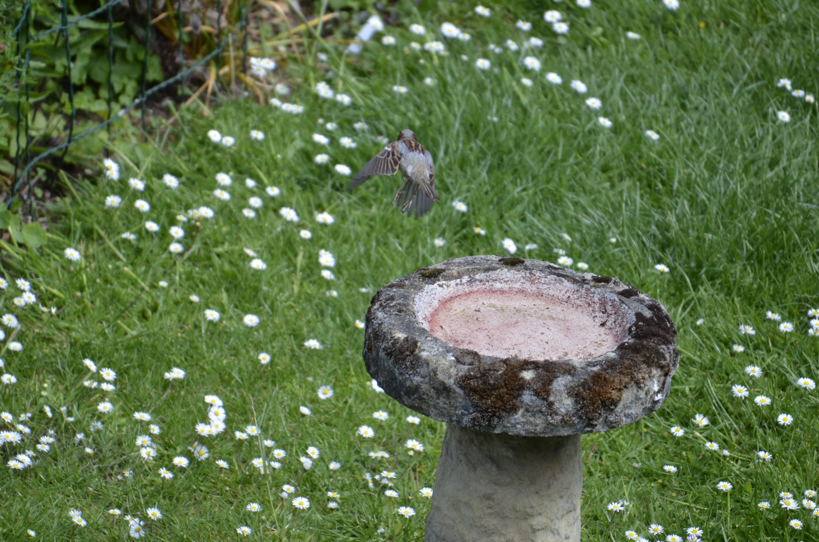 Sparrow taking off from bird bath