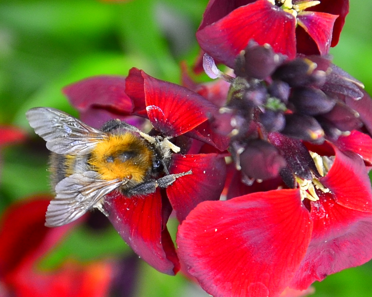 Bee on a dark red flower