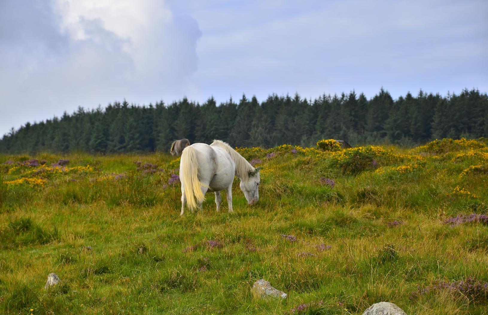 White Dartmoor pony feeding