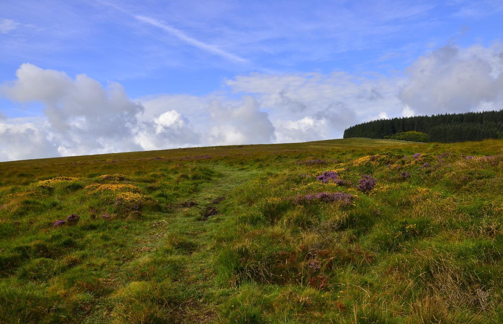 Gorse and flowers around a bridleway