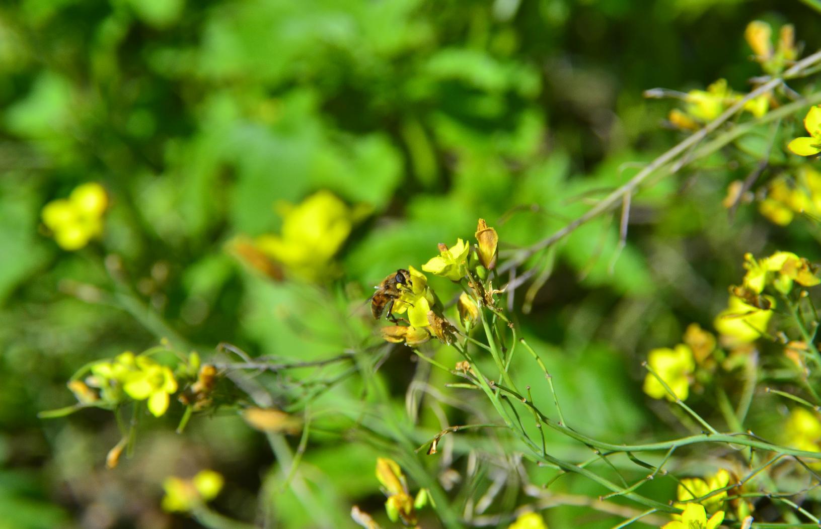 Bee on yellow flower