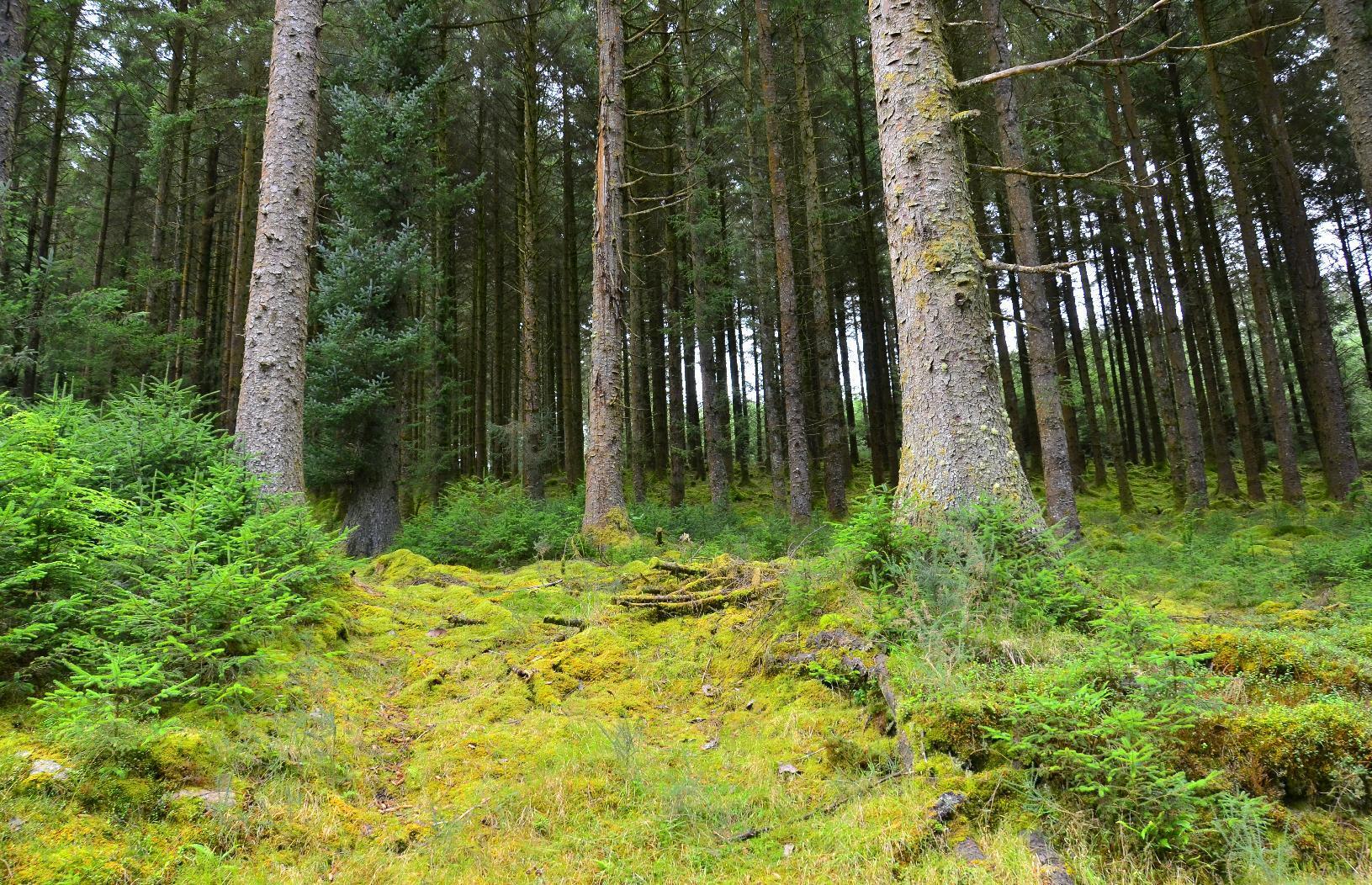 Densely packed trees