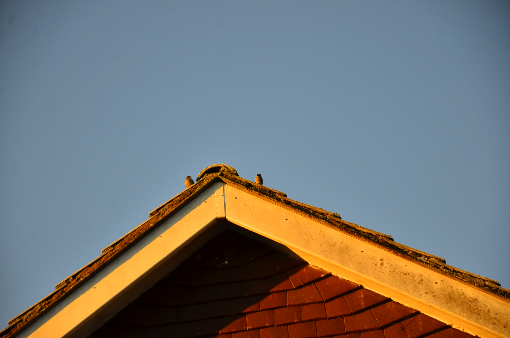 Sparrows on a roof