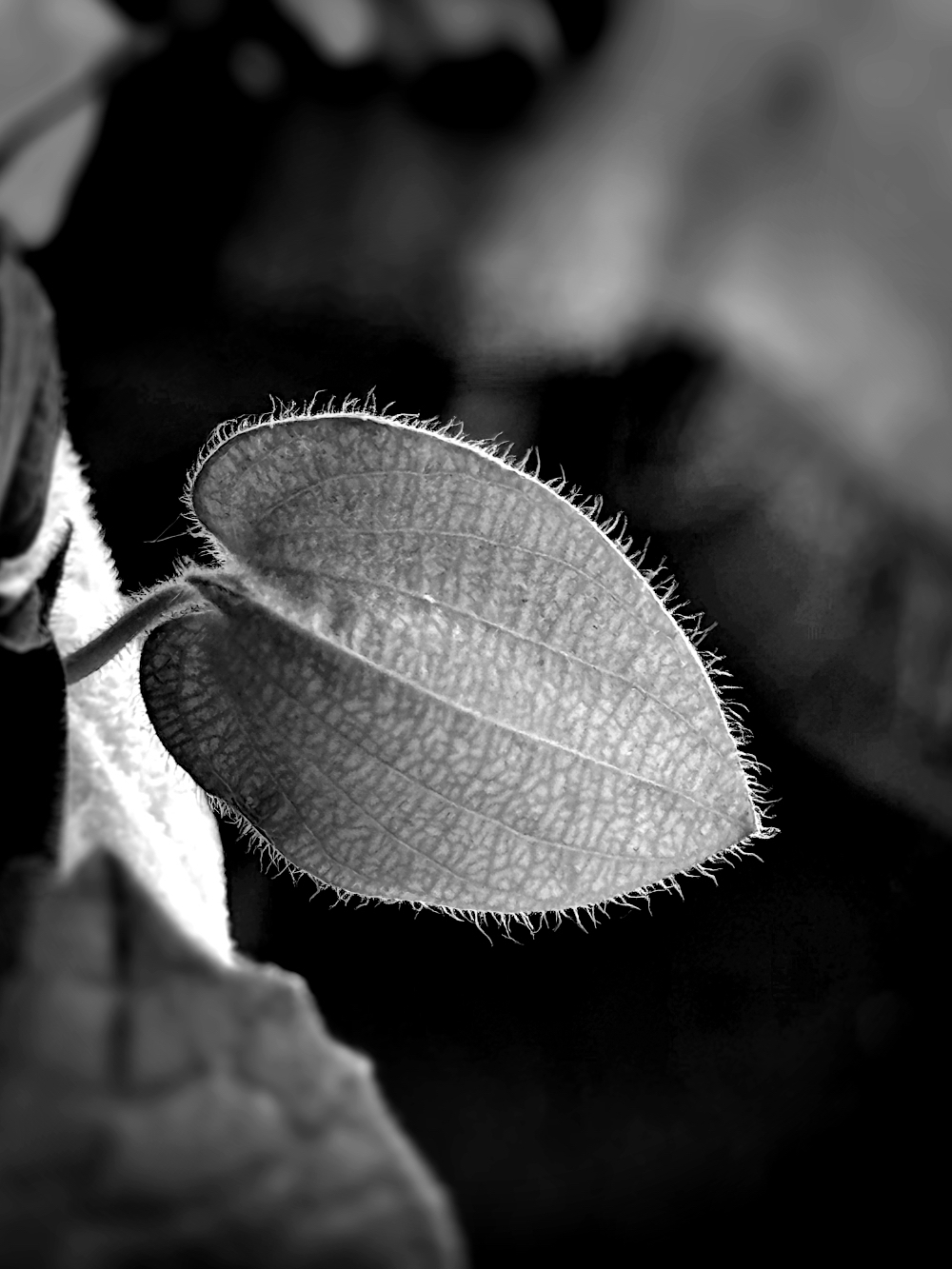 Bild/Foto