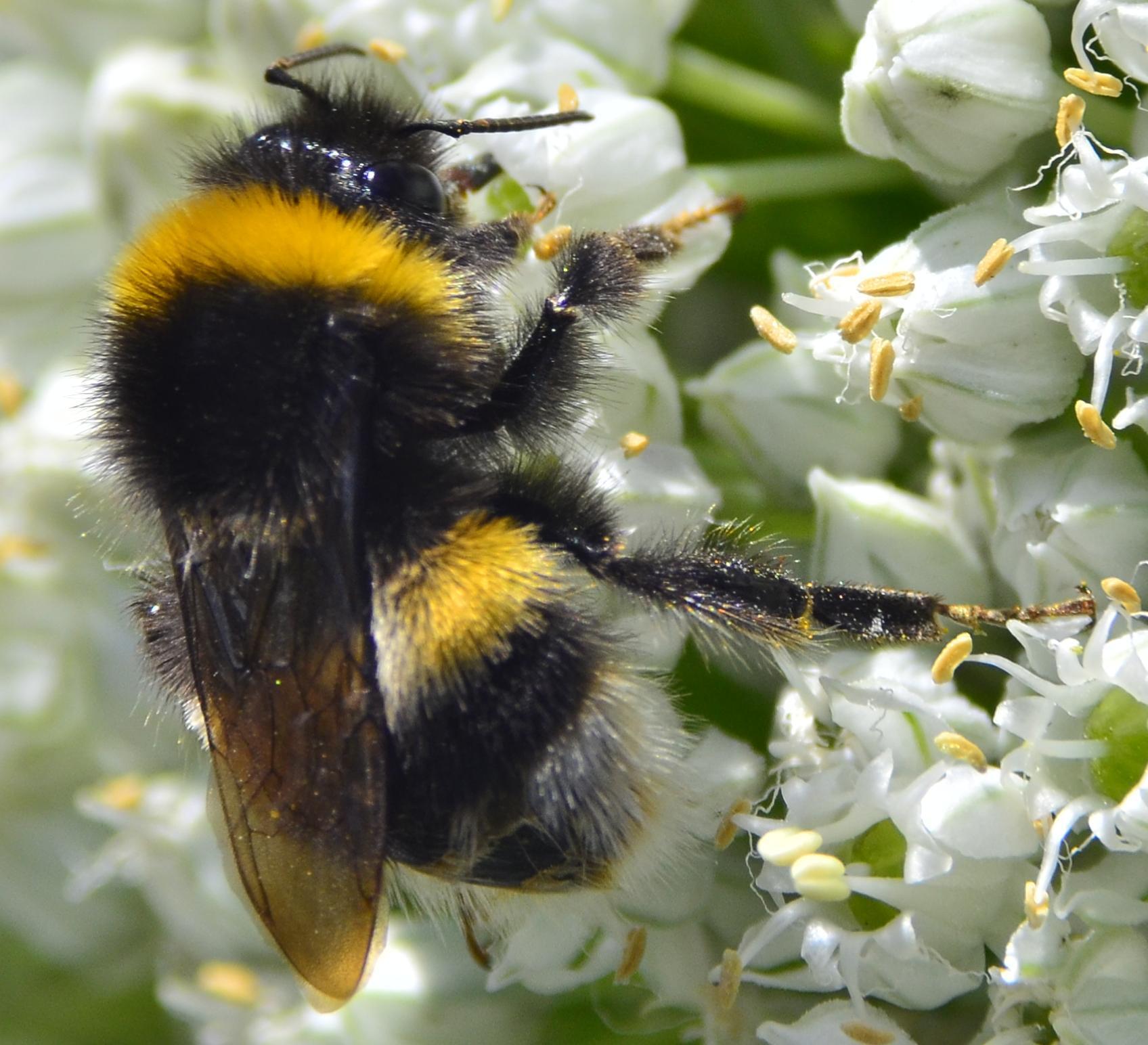 Bumblebee on allium