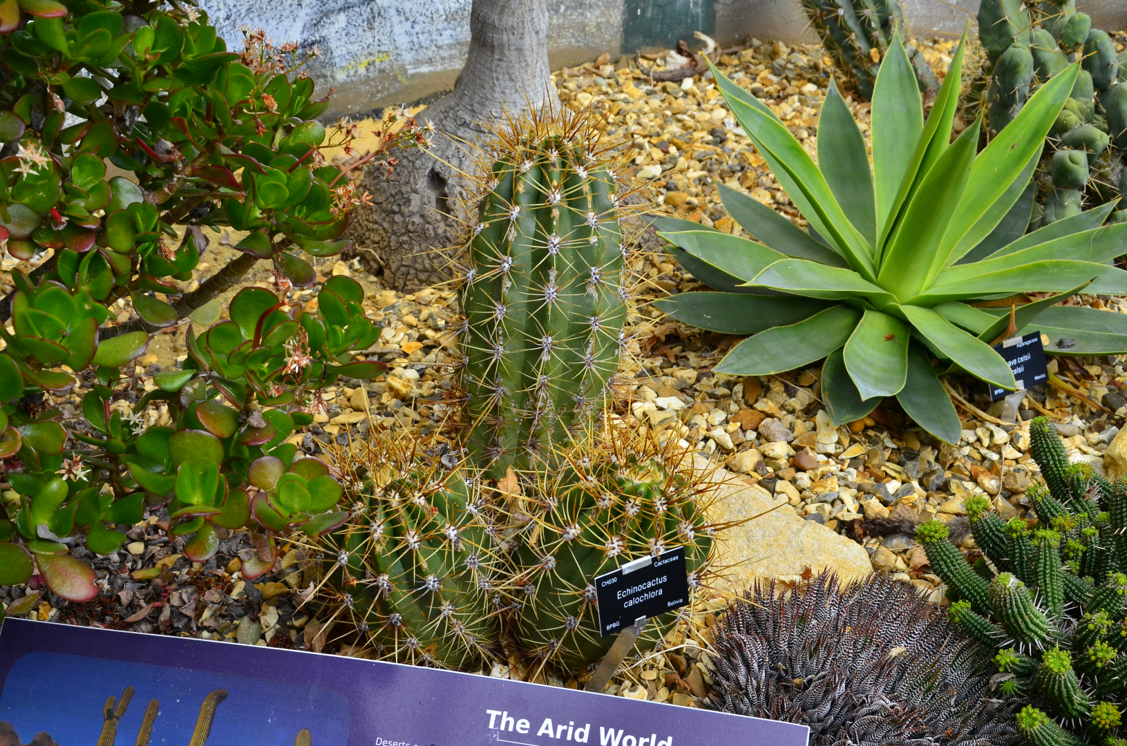 Photograph of cactus
