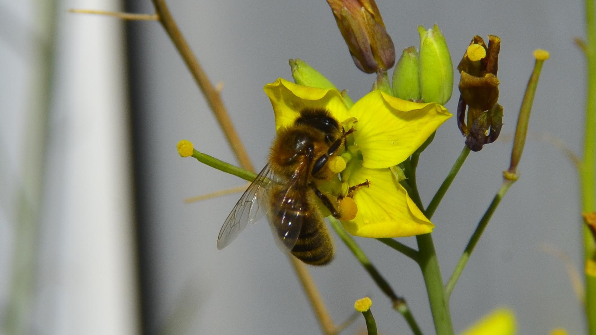 Bee on yellow flower