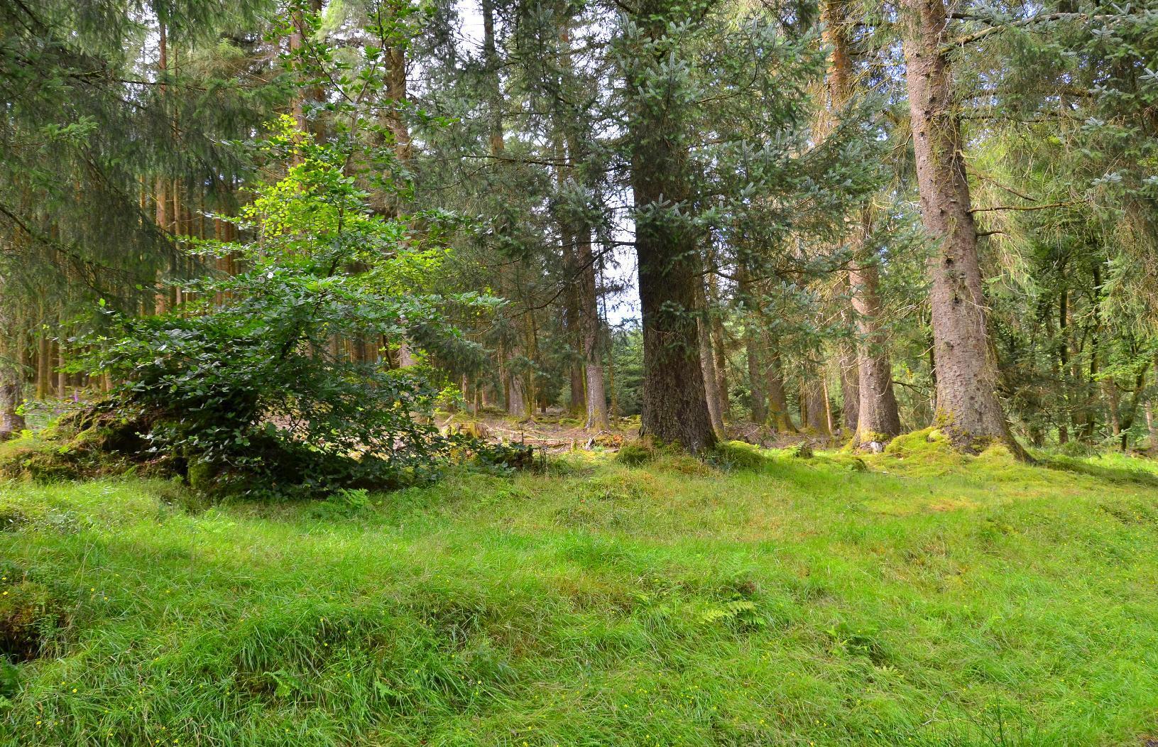 Bases of coniferous trees