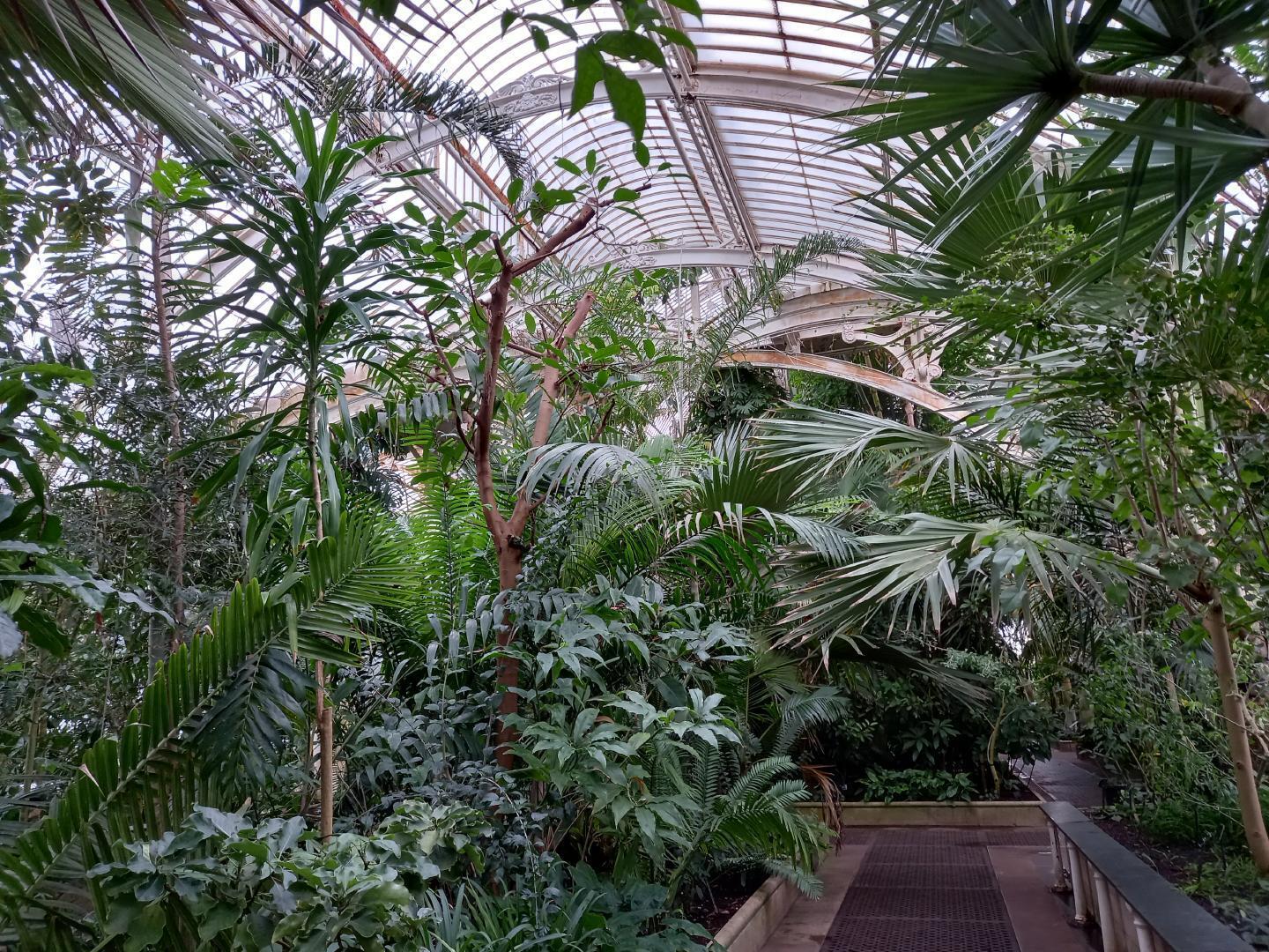 Some plants in the Palm House