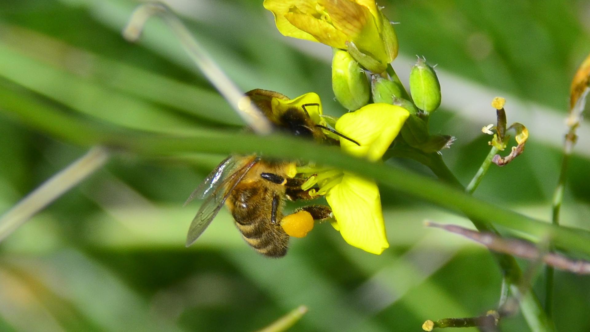 Bee on yellow flower