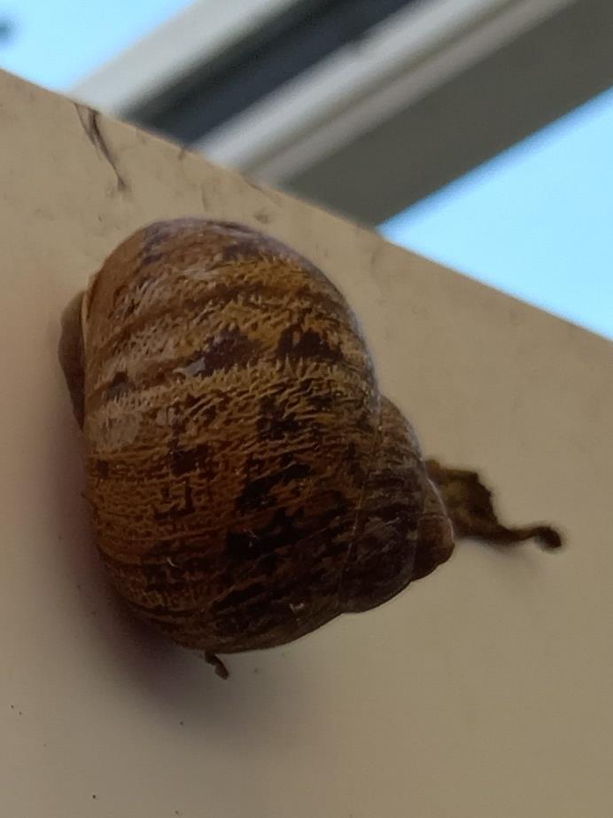 Snail of a door frame