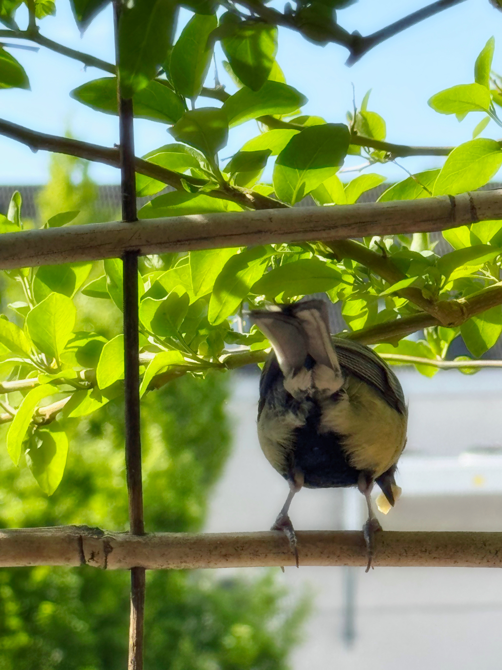 Bild/Foto