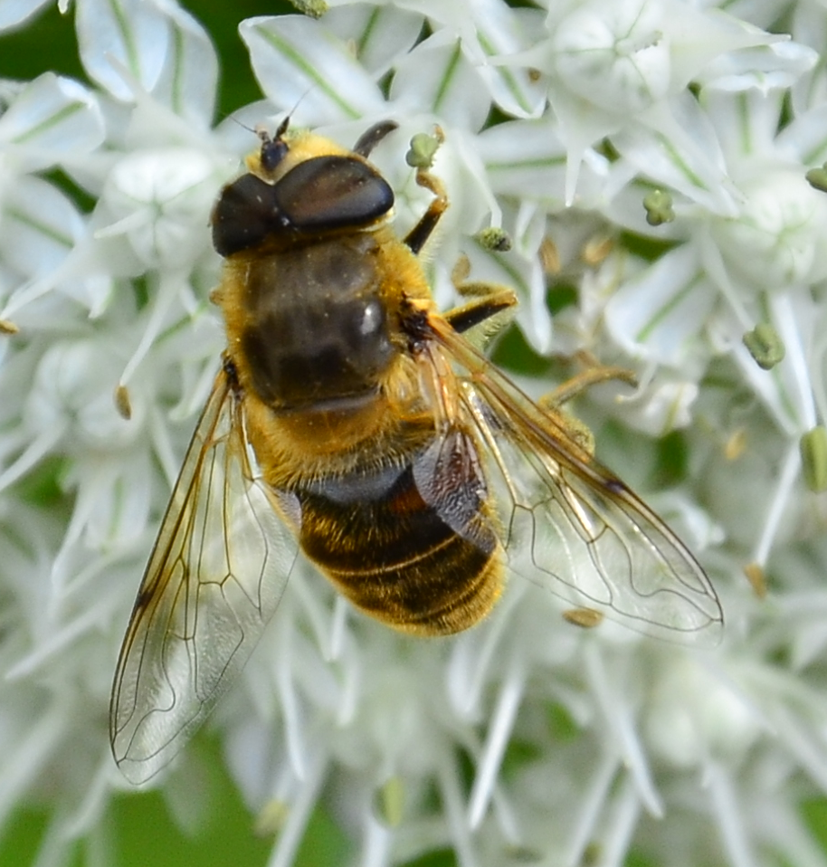 Close up of hoverfly