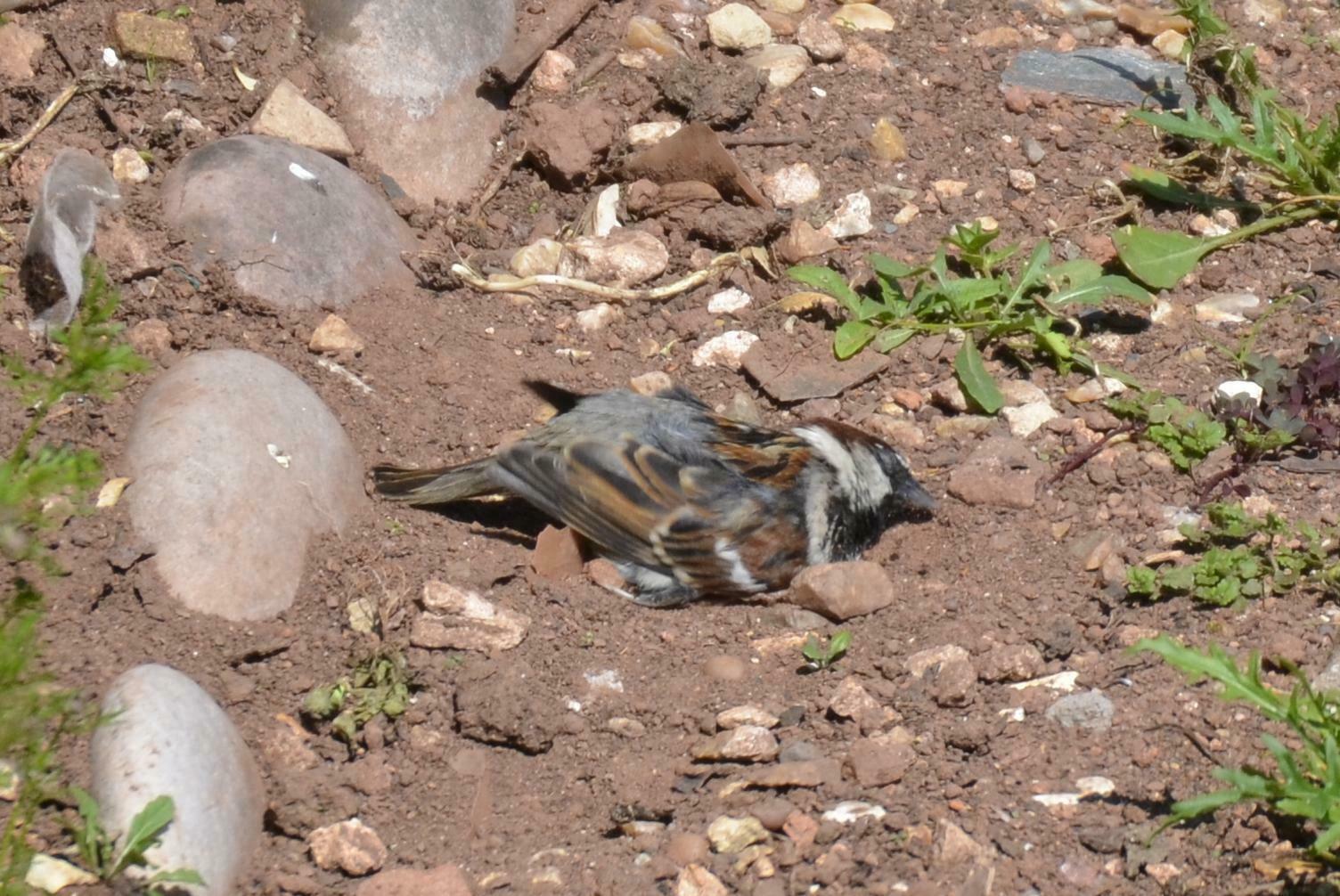 Sparrow having a dust bath 2