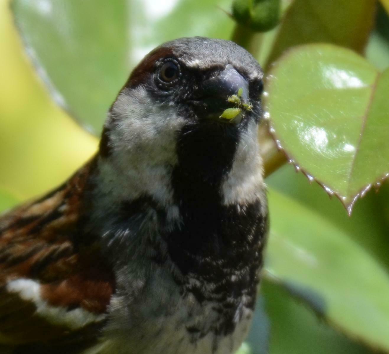 Close up of sparrow with greenfly in its beak