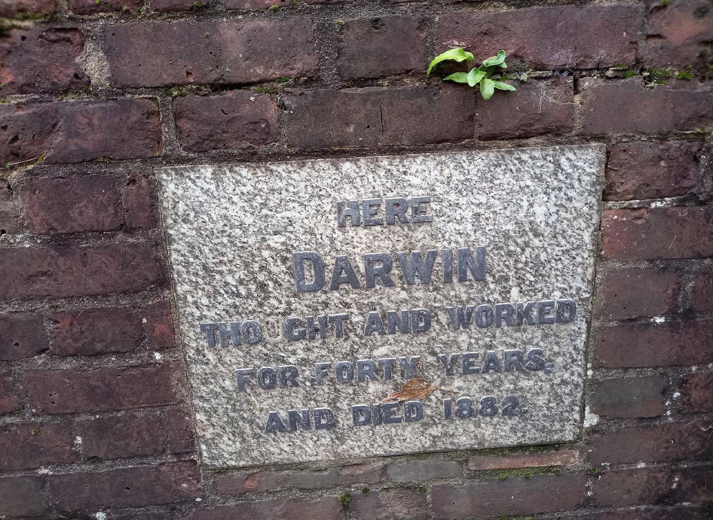 Stone in brick wall announcing Darwin's residence.