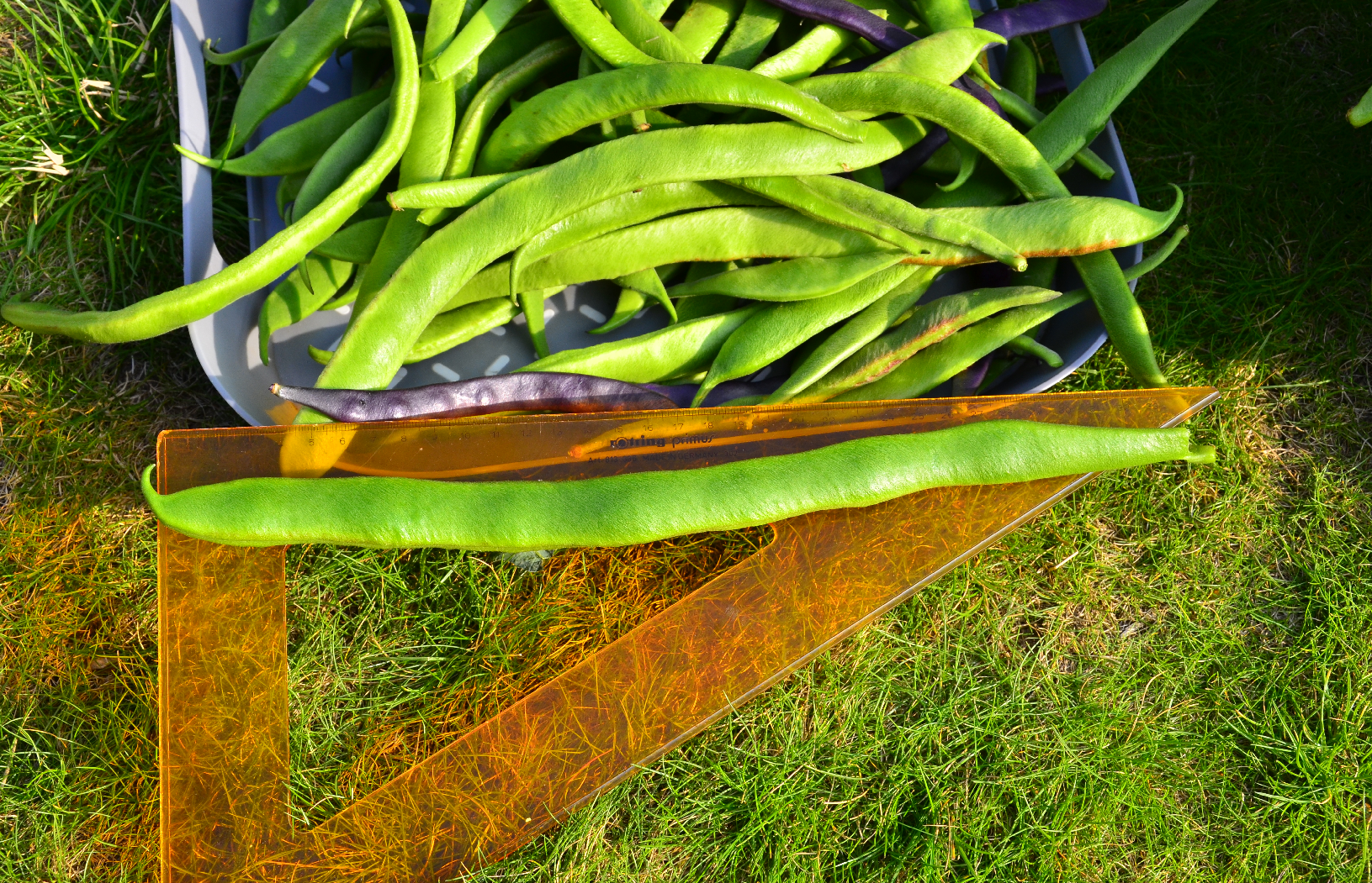 Extra long runner beans