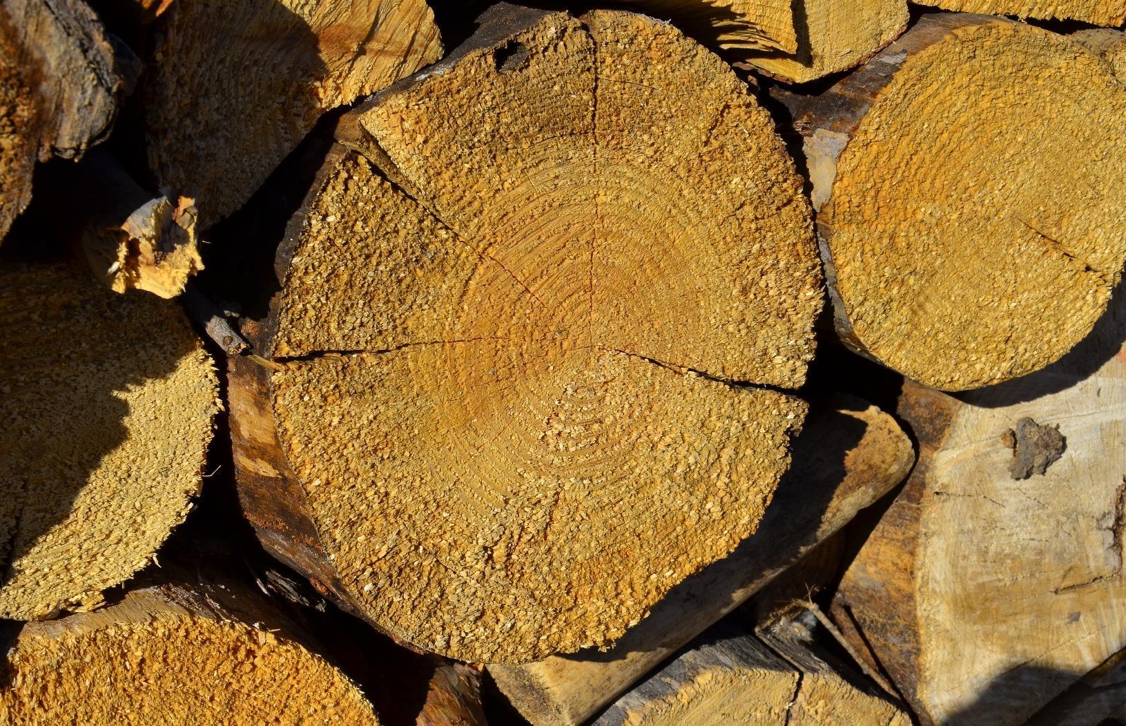 Tree trunk with concentric rings