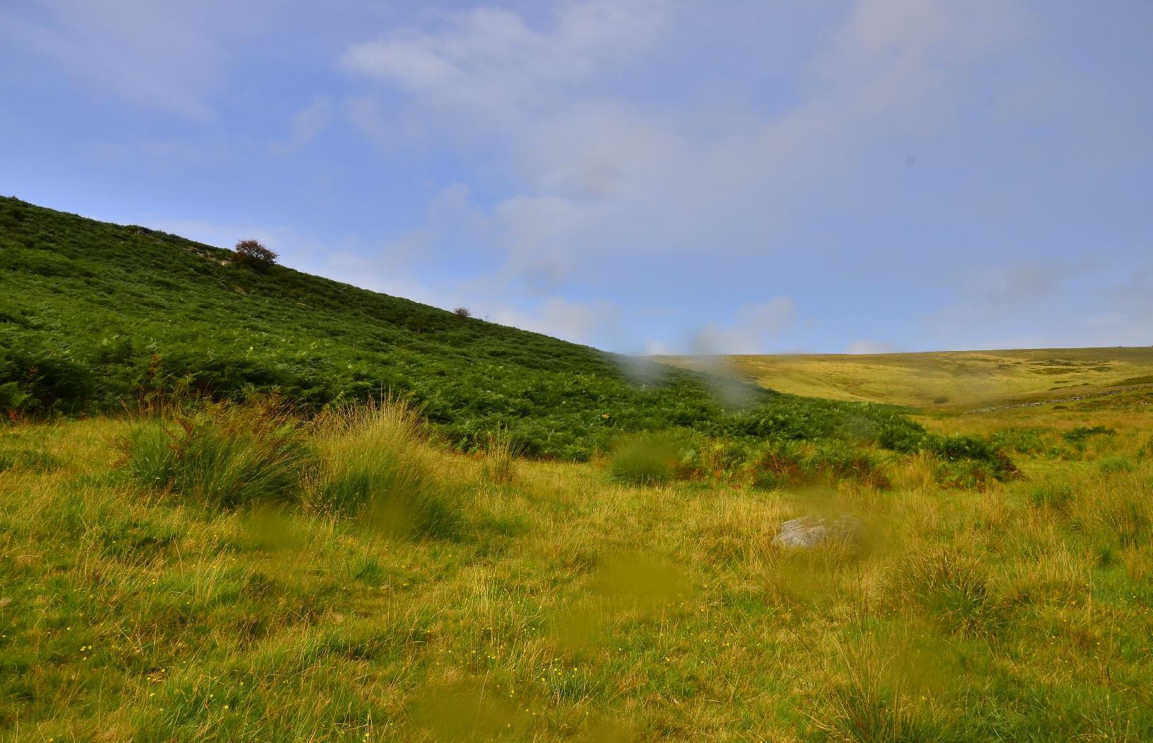 Ferns on valley side