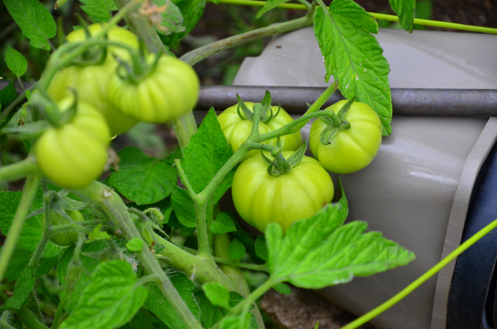 Ripening tomatotes