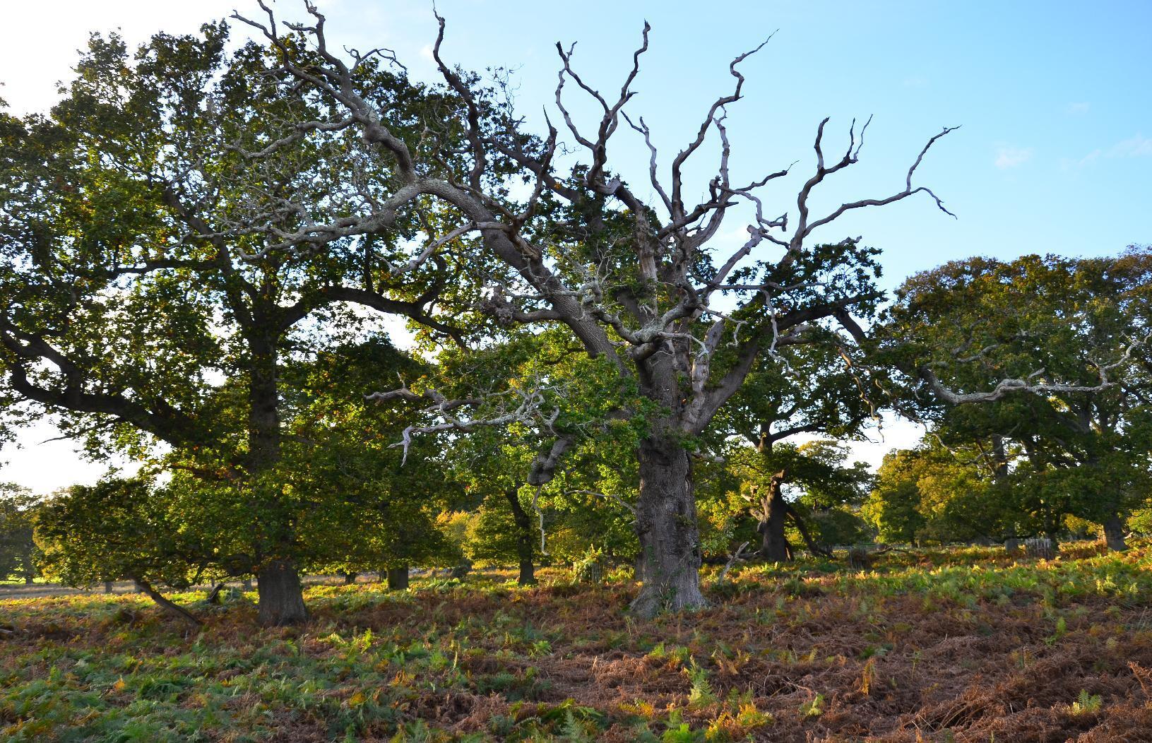 Tree with dead and living parts