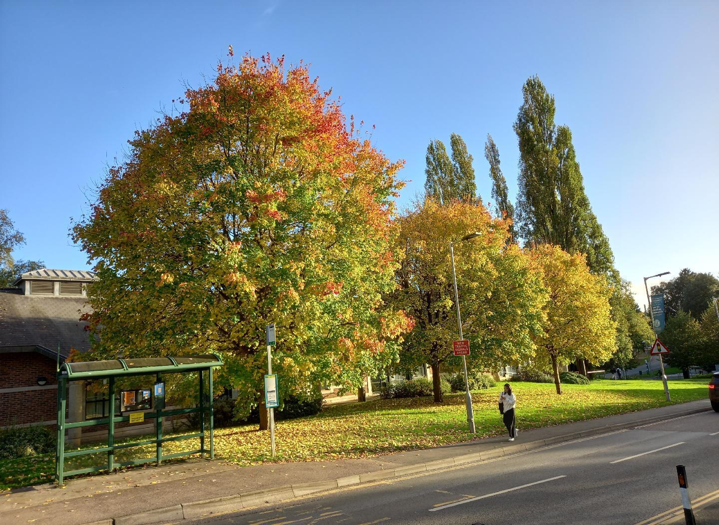 Autumnal trees