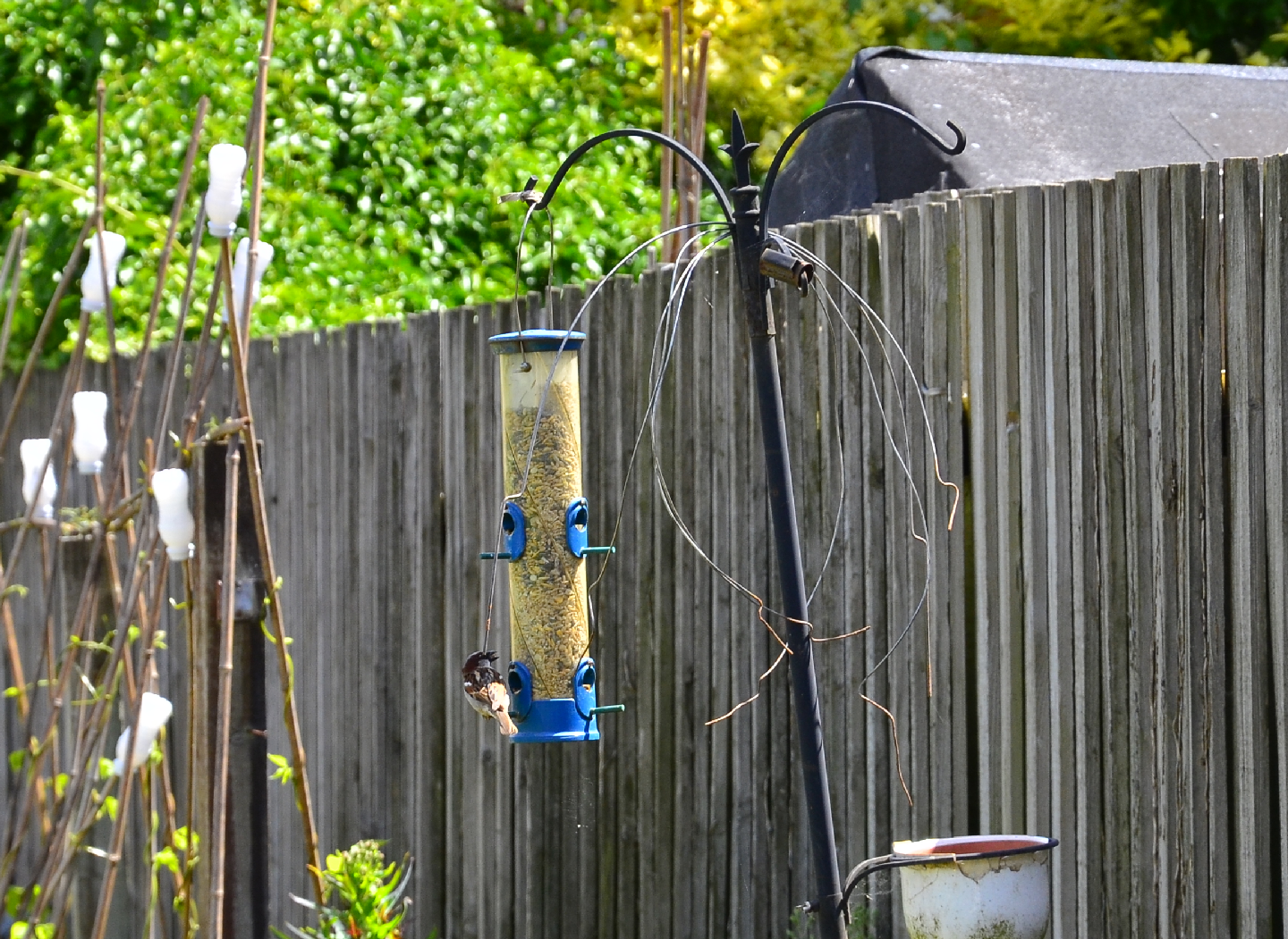 Sparrow on bird feeder