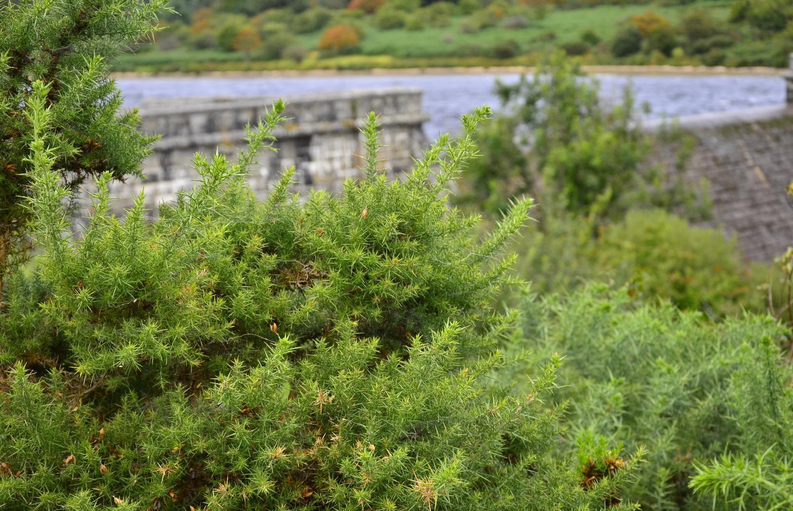 Detail of vegetation in the foreground of dam