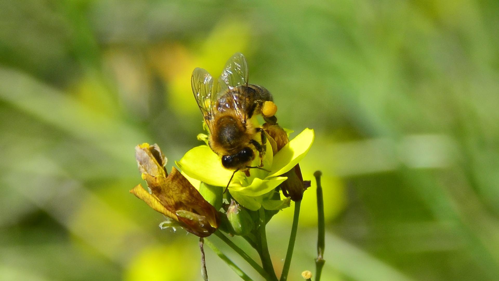 Bee on yellow flower