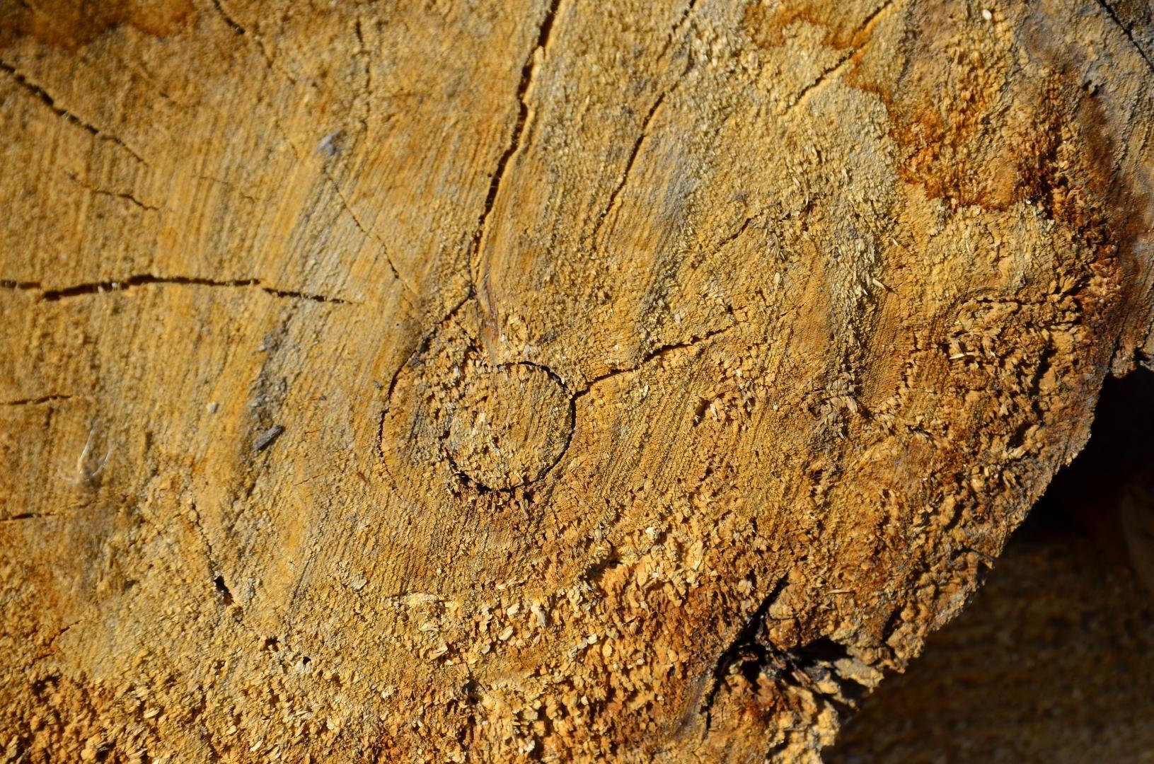 Close up of tree trunk section