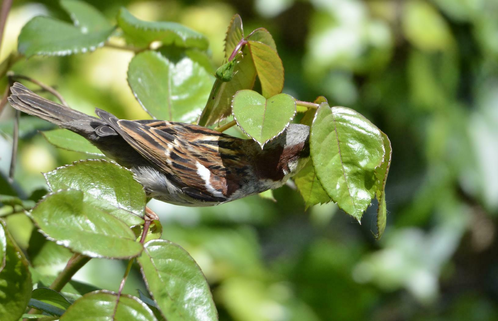 House sparrow feeding on something
