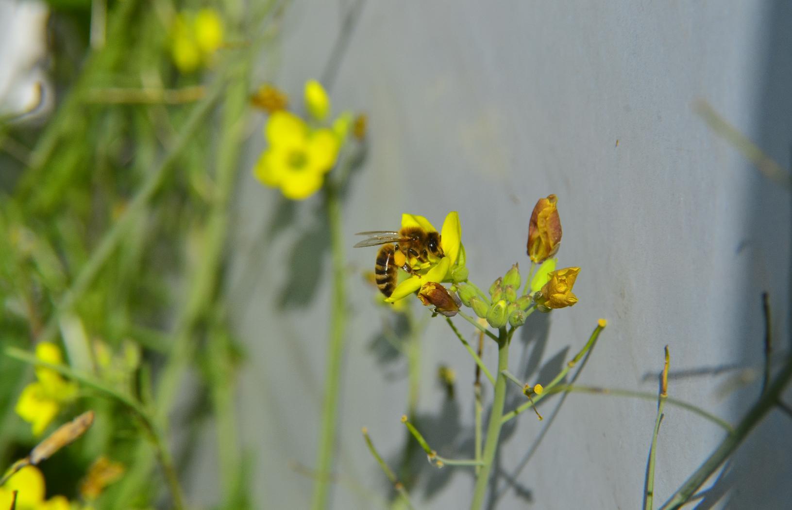 Bee on yellow flower