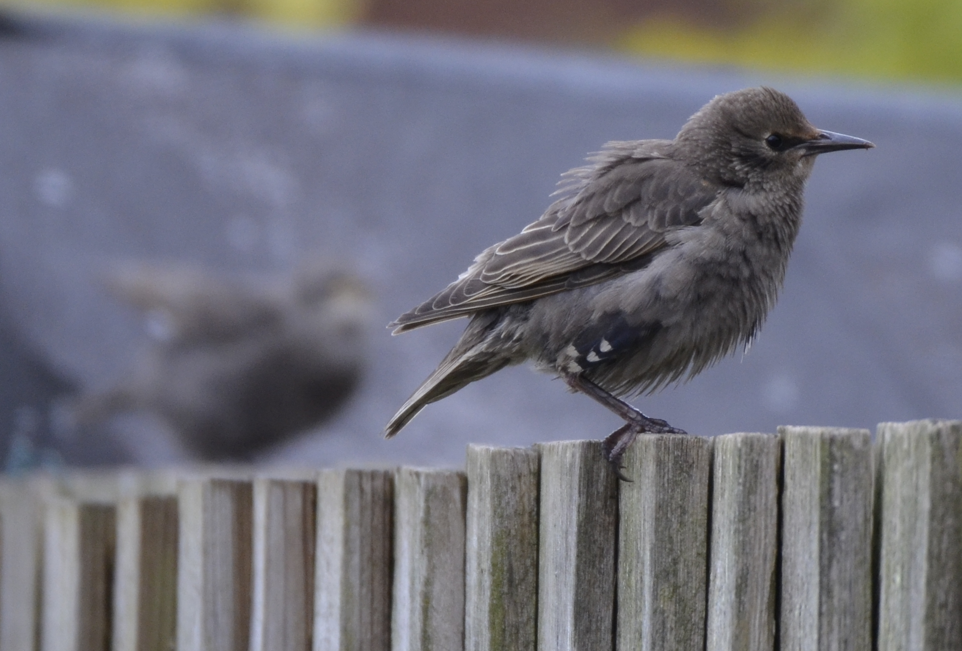 Starling juvenile on a fence