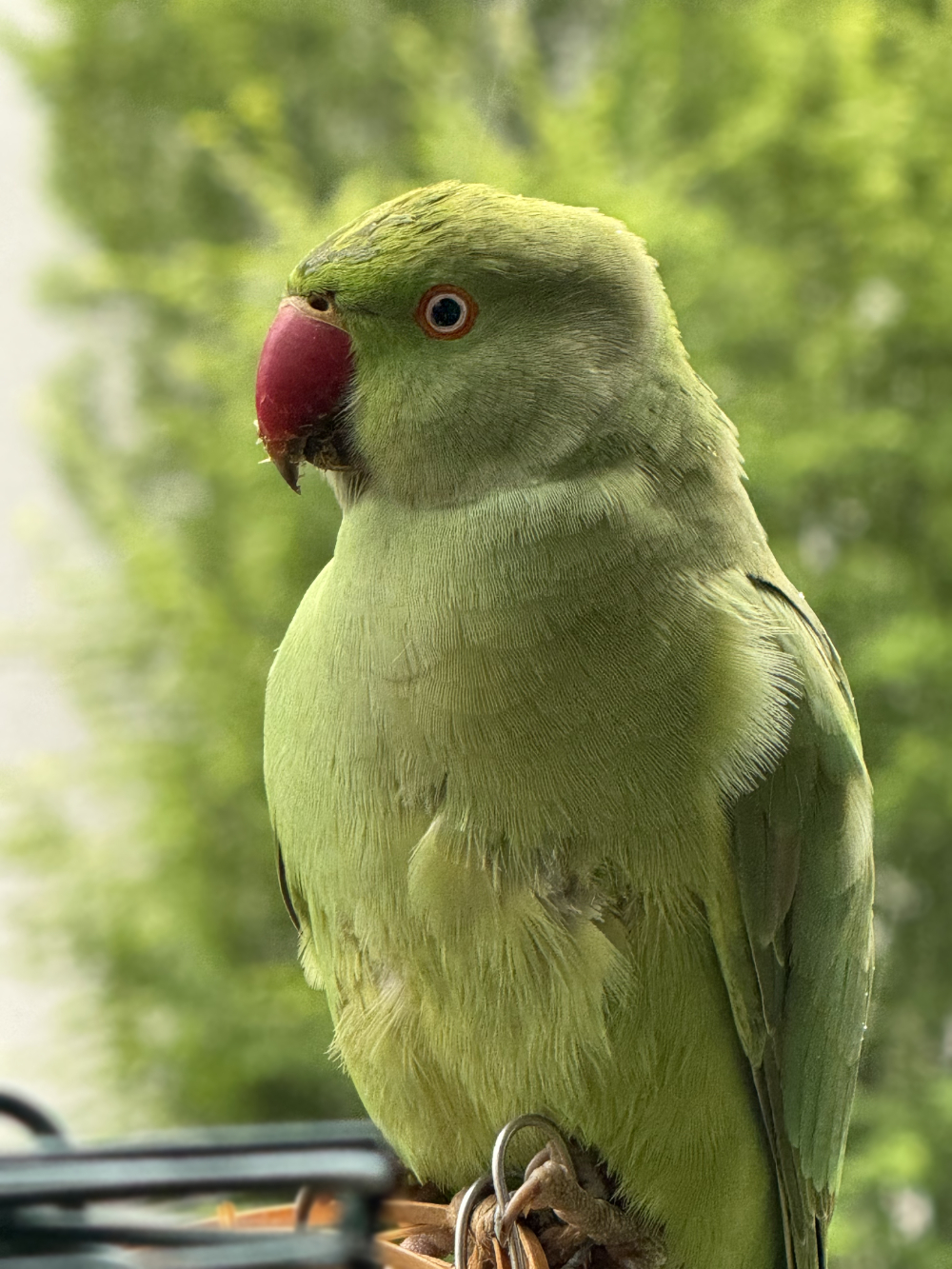 Bild/Foto