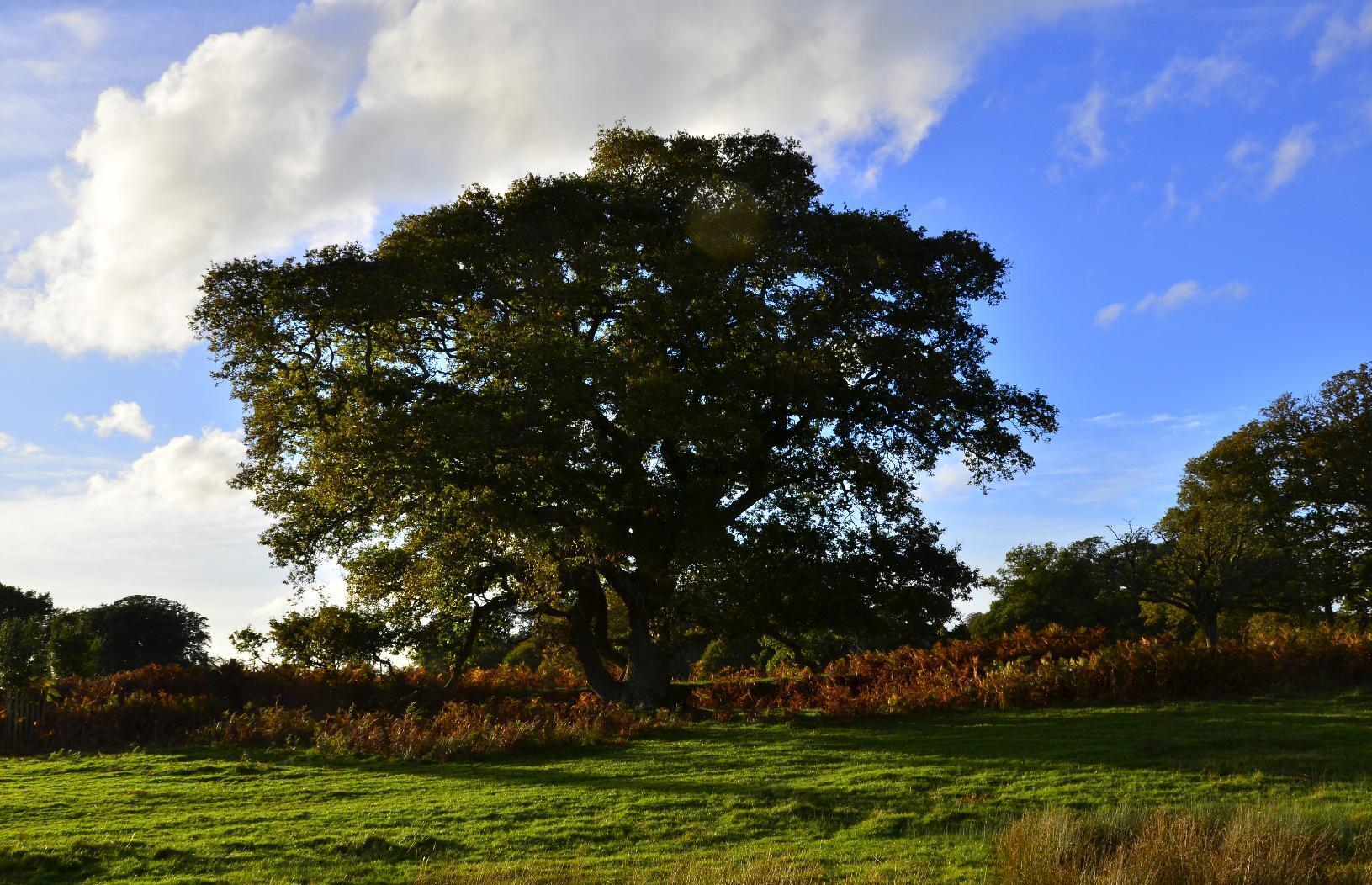 Trees in a field