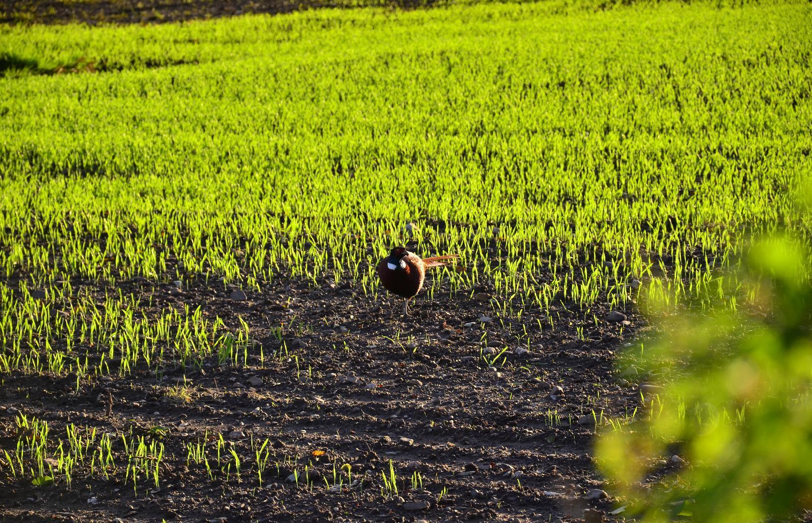 Pheasant in a field