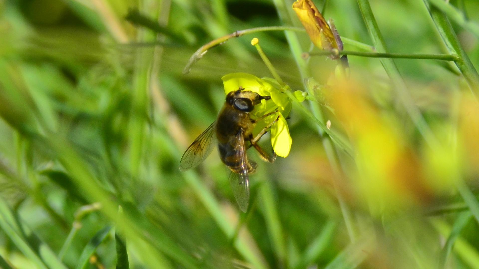 Bee on yellow flower