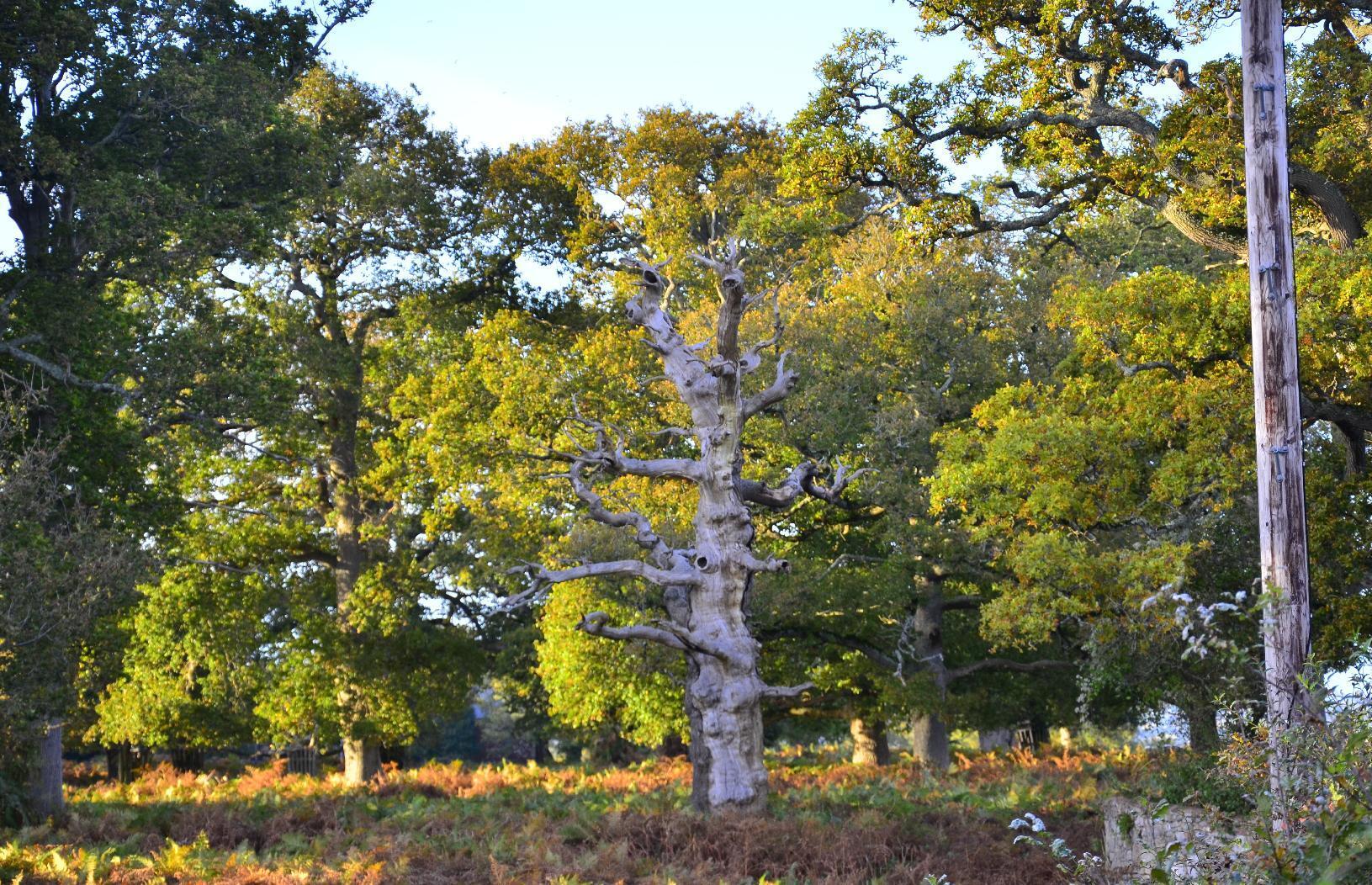 Dead tree