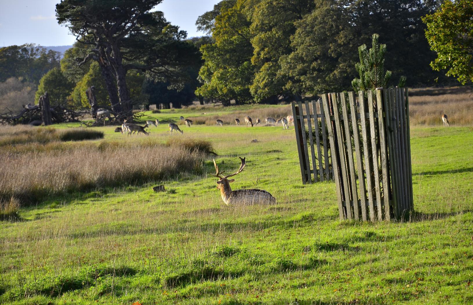 Male deer sitting in a field