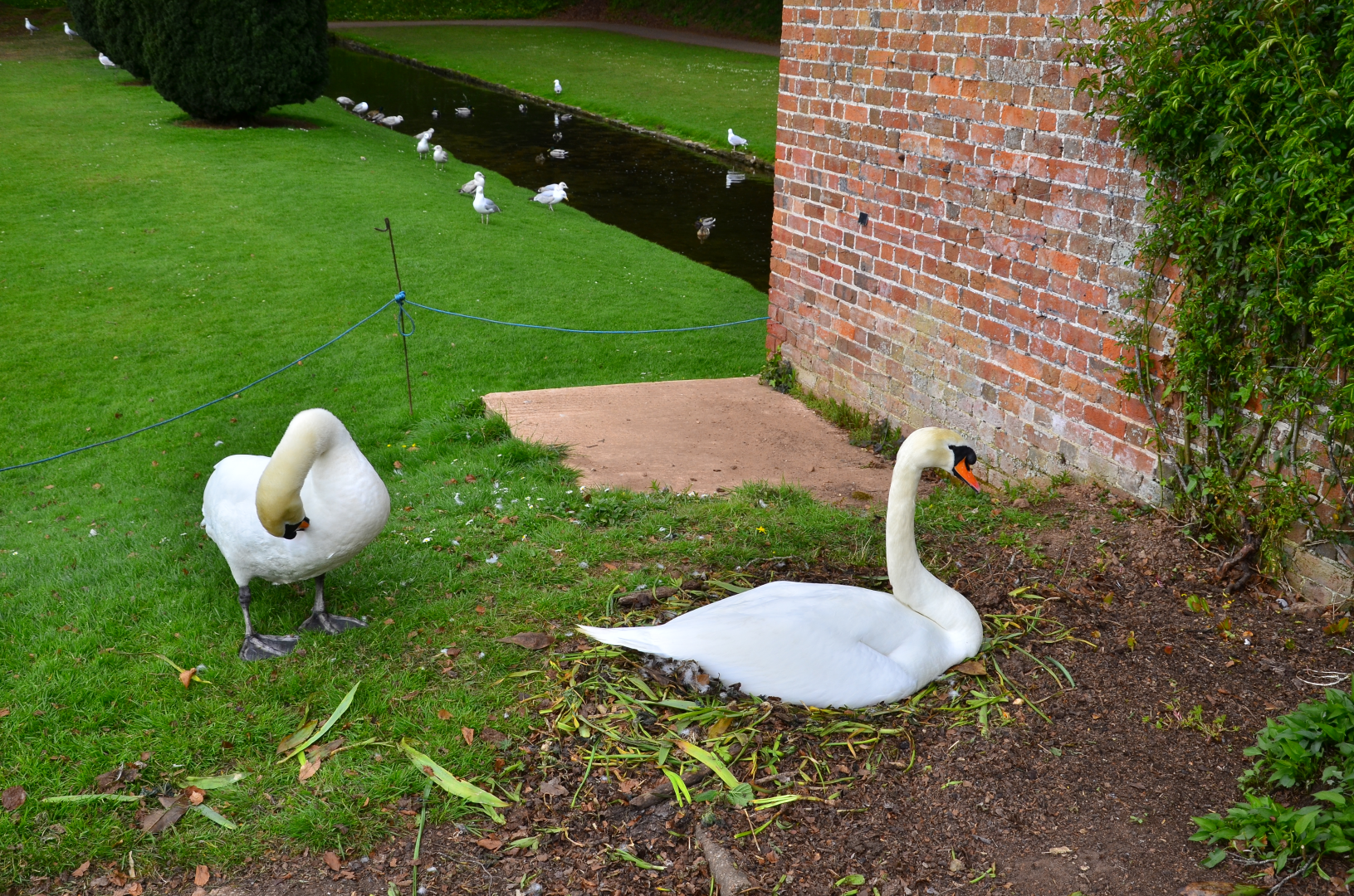 Pair of nesting swans