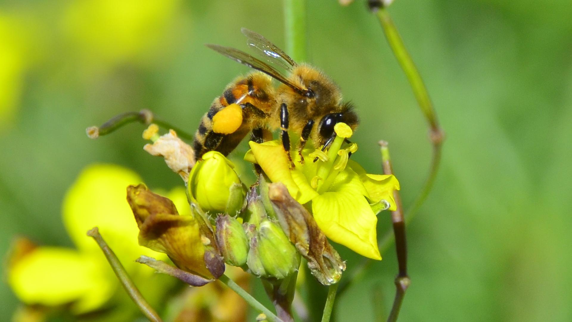 Bee on yellow flower