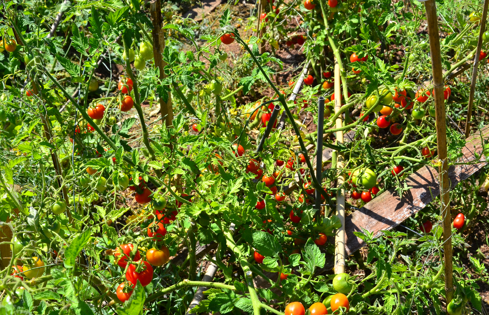 Ripening tomatoes in the garden